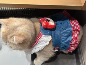 Trendy Cat Dress with Denim Fabric, Yellow Gingham Frills, and Chick-Shaped Applique - Cute, Playful Design , Perfect for Everyday and Outdoor Wear for Pets