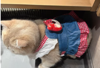 Trendy Cat Dress with Denim Fabric, Yellow Gingham Frills, and Chick-Shaped Applique - Cute, Playful Design , Perfect for Everyday and Outdoor Wear for Pets